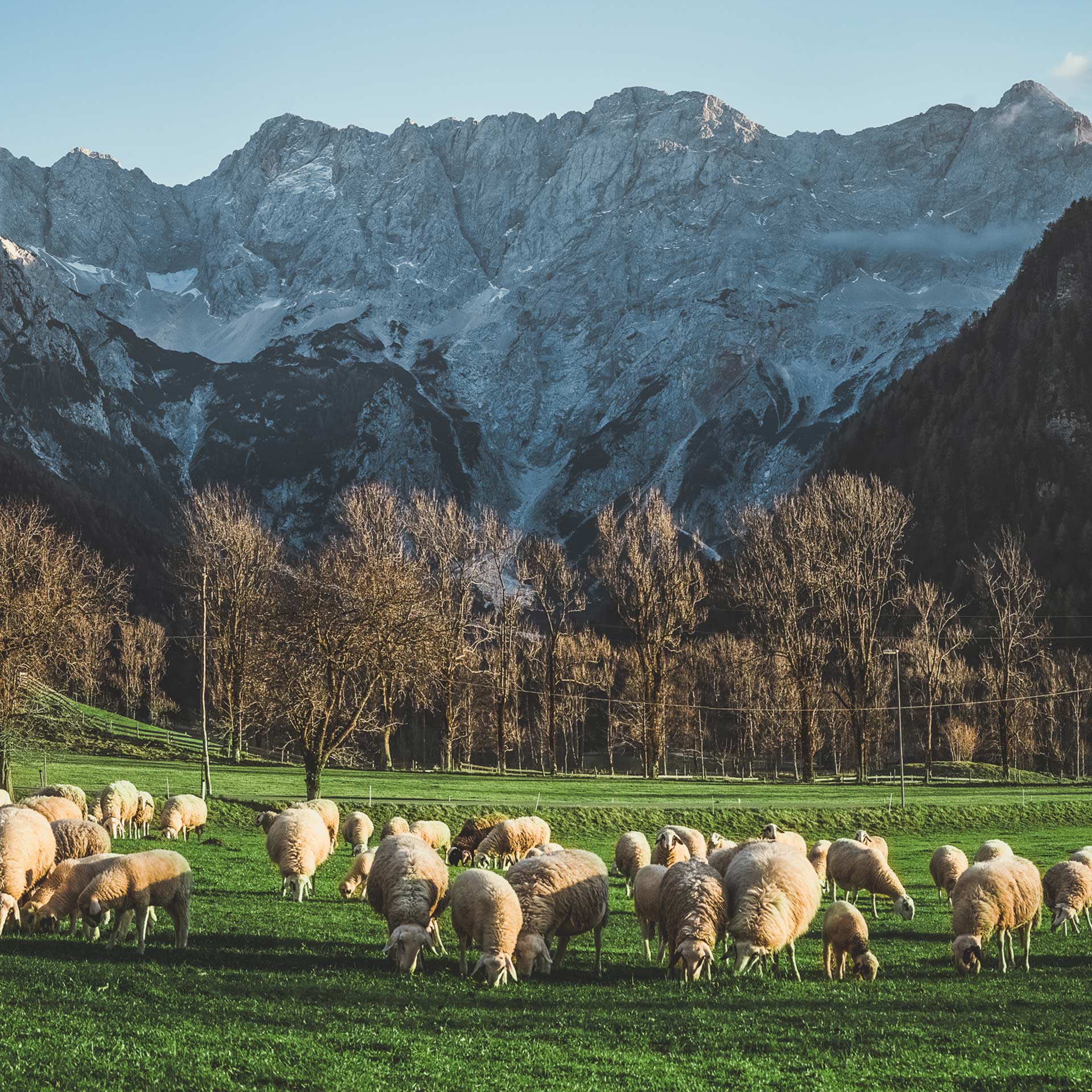 Vila Planinka slika ovčje črede